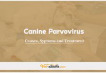 Canine parvovirus In Canine: Causes, Symptoms and Treatment