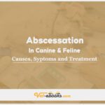 Abscessation In Canines and Felines: Causes, Diagnosis and Treatment