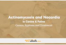Actinomycosis and Nocardia In Canine and Feline: Causes, Symptoms and Treatment
