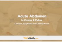Acute Abdomen In Canine and Feline: Causes, Symptoms and Treatment
