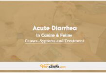 Acute Diarrhea In Canine and Feline: Causes, Symptoms and Treatment