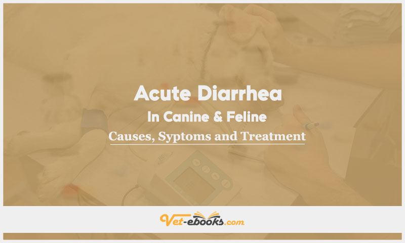 Acute Diarrhea In Canine and Feline: Causes, Symptoms and Treatment