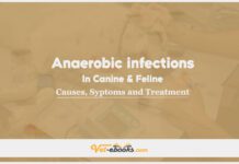Anaerobic Infections in Canine and Feline: Causes, Symptoms and Treatment