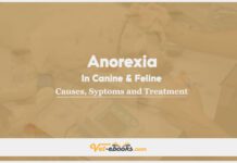 Anorexia In Canine and Feline: Causes, Symptoms and Treatment