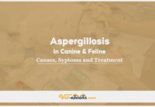 Aspergillosis In Canines and Felines: Causes, Diagnosis and Treatment