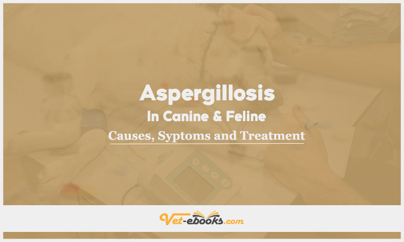Aspergillosis In Canines and Felines: Causes, Diagnosis and Treatment