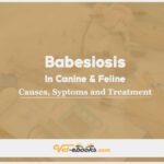 Babesiosis In Canine and Feline