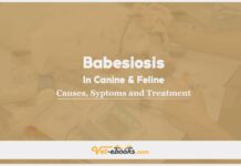 Babesiosis In Canine and Feline