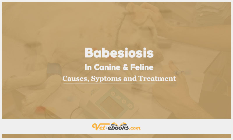 Babesiosis In Canines and Felines: Causes, Diagnosis and Treatment