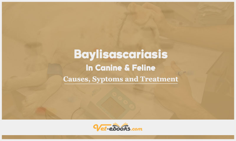 Baylisascariasis In Canine and Feline: Causes, Symptoms and Treatment