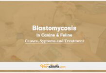 Blastomycosis In Canine and Feline: Causes, Symptoms and Treatment
