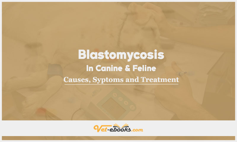 Blastomycosis In Canine and Feline: Causes, Symptoms and Treatment