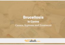 Brucellosis In Canine: Causes, Symptoms and Treatment