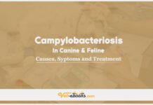 Campylobacteriosis In Canine and Feline: Causes, Symptoms and Treatment