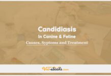 Candidiasis In Canine and Feline: Causes, Symptoms and Treatment