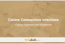 Canine coronavirus infections: Causes, Symptoms and Treatment