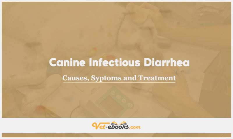 Canine Infectious Diarrhea: Causes, Symptoms and Treatment