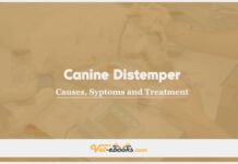 Canine Distemper: Causes, Symptoms and Treatment