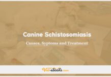 Schistosomiasis (Heterobilharziasis) In Canines: Causes, Symptoms and Treatment