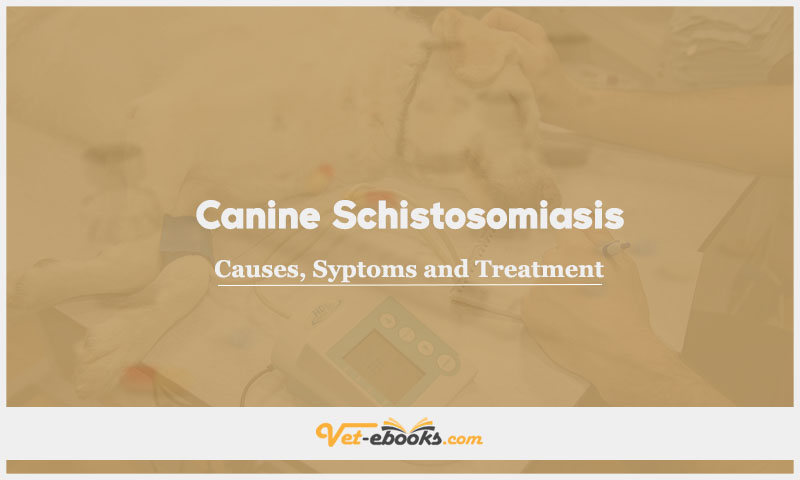 Schistosomiasis (Heterobilharziasis) In Canines: Causes, Symptoms and Treatment