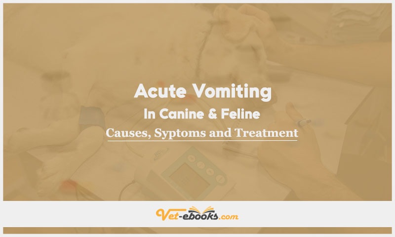 Acute Vomiting In Canine and Feline: Causes, Symptoms and Treatment