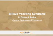 Bilious Vomiting Syndrome In Canine and Feline: Causes, Symptoms and Treatment