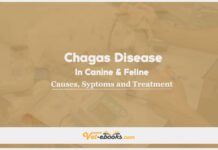 Chagas disease (American trypanosomiasis) In Canines and Felines: Causes, Symptoms and Treatment