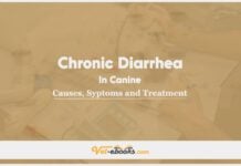 Chronic Diarrhea In Canine: Causes, Symptoms and Treatment