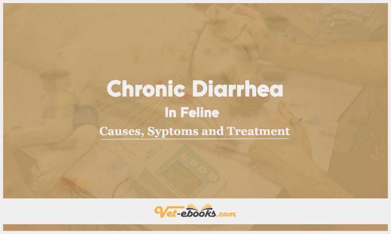 Chronic Diarrhea In Feline: Causes, Symptoms and Treatment
