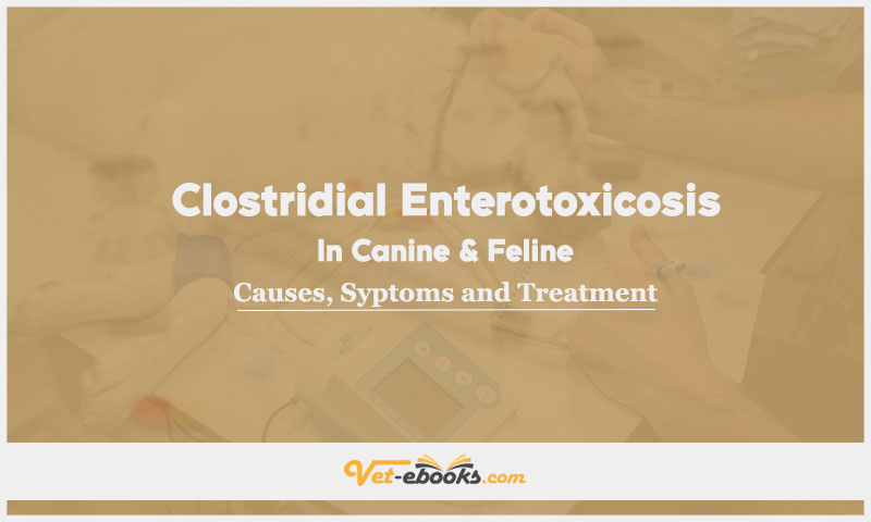 Clostridial enterotoxicosis In Canines and Felines: Causes, Symptoms and Treatment