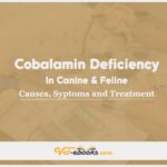 Cobalamin Deficiency In Canine and Feline: Causes, Symptoms and Treatment