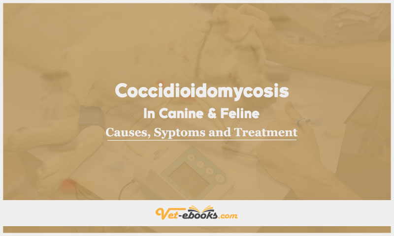 Coccidioidomycosis In Canine and Feline: Causes, Symptoms and Treatment