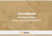 Coccidiosis In Canine and Feline: Causes, Symptoms and Treatment