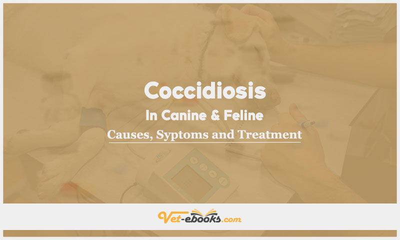 Coccidiosis In Canine and Feline: Causes, Symptoms and Treatment