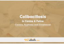 Colibacillosis In Canine and Feline: Causes, Symptoms and Treatment