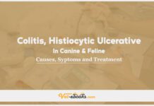Colitis, Histiocytic Ulcerative In Canine and Feline: Causes, Symptoms and Treatment