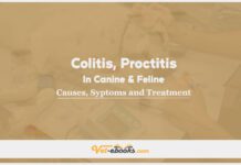 Colitis and Proctitis In Canine and Feline: Causes, Symptoms and Treatment