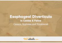 Esophageal Diverticula In Canine and Feline: Causes, Symptoms and Treatment