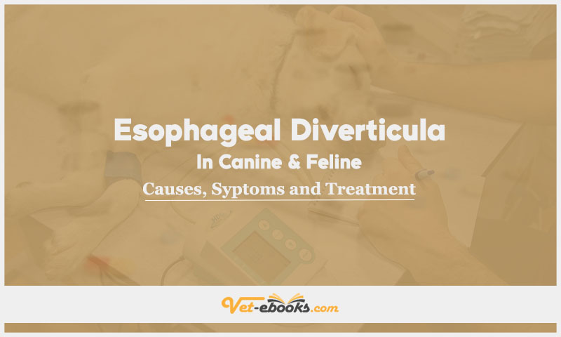 Esophageal Diverticula In Canine and Feline: Causes, Symptoms and Treatment