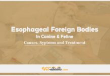 Esophageal Foreign Bodies In Canine and Feline: Causes, Symptoms and Treatment