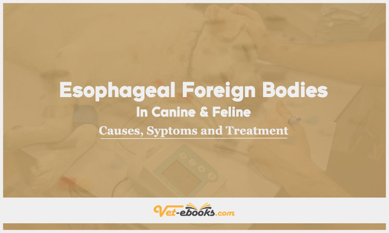 Esophageal Foreign Bodies In Canine and Feline: Causes, Symptoms and Treatment