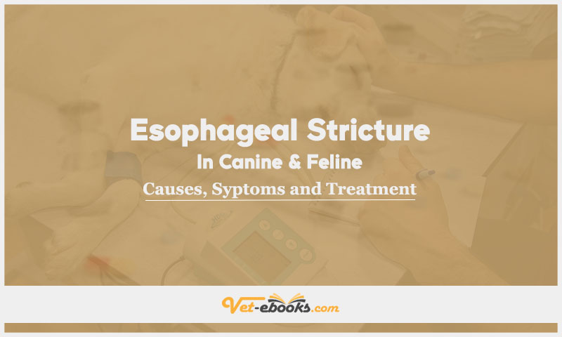 Esophageal Stricture In Canine and Feline: Causes, Symptoms and Treatment