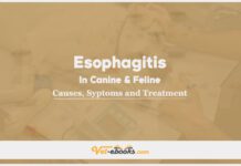 Esophagitis In Canine and Feline: Causes, Symptoms and Treatment