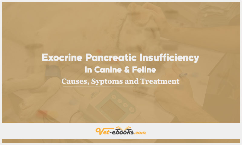 Exocrine Pancreatic Insufficiency In Canine and Feline: Causes, Symptoms and Treatment