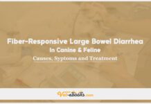 Fiber-Responsive Large Bowel Diarrhea In Canine: Causes, Symptoms and Treatment