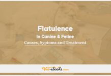 Flatulence In Canine and Feline: Causes, Symptoms and Treatment