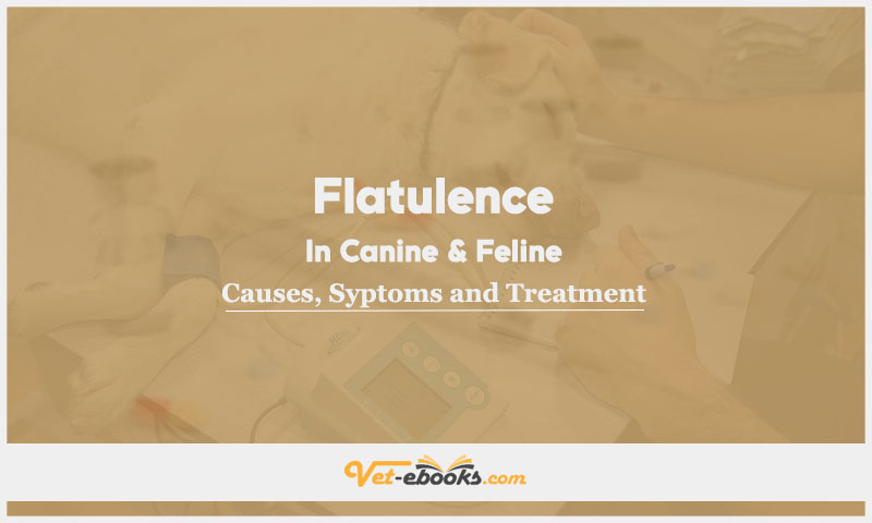 Flatulence In Canine and Feline: Causes, Symptoms and Treatment