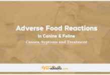 Food Reactions (Gastrointestinal), Adverse In Canine and Feline: Causes, Symptoms and Treatment