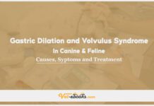 Gastric Dilation and Volvulus Syndrome In Canine and Feline: Causes, Symptoms and Treatment