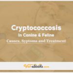 Cryptococcosis In Canine and Feline: Causes, Symptoms and Treatment